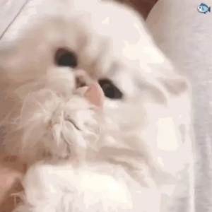 大胸美女被操高潮
